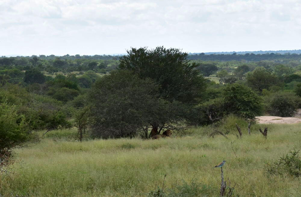 Kruger National Park