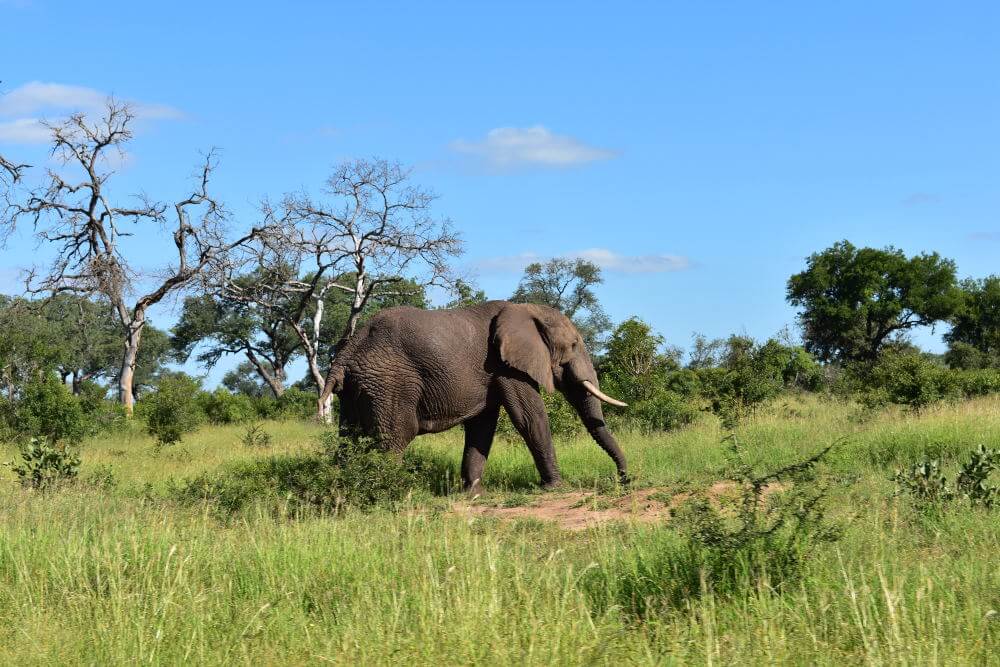 Ngorongoro national park