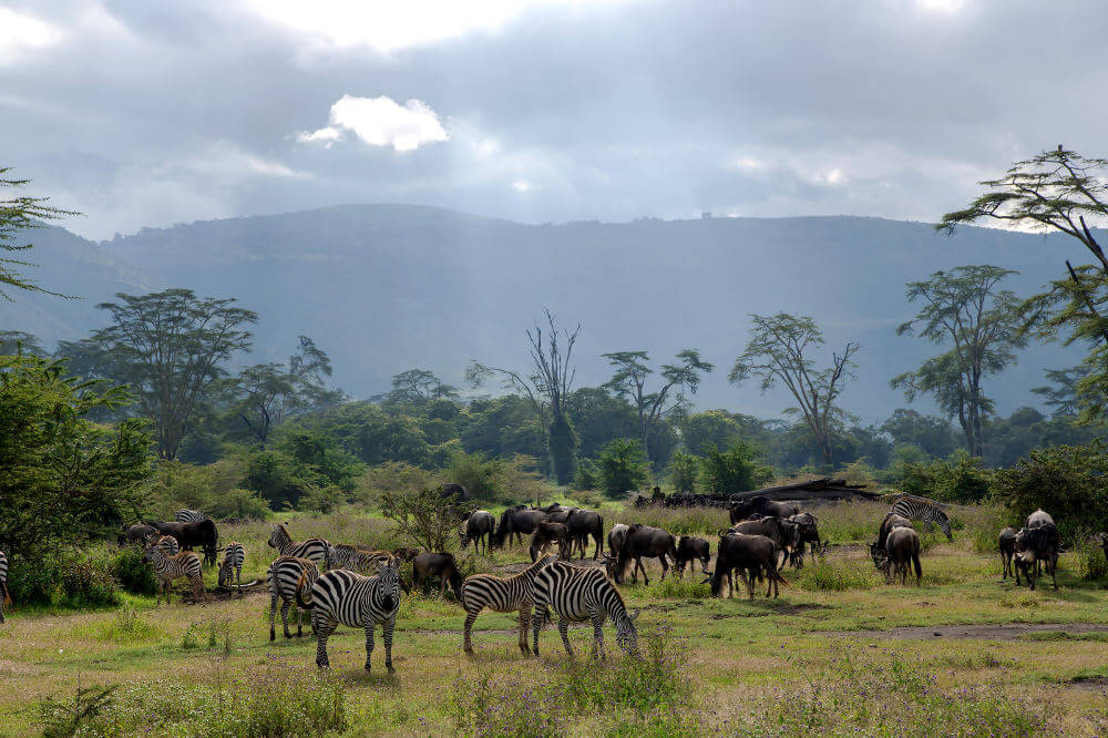 Ngorongoro