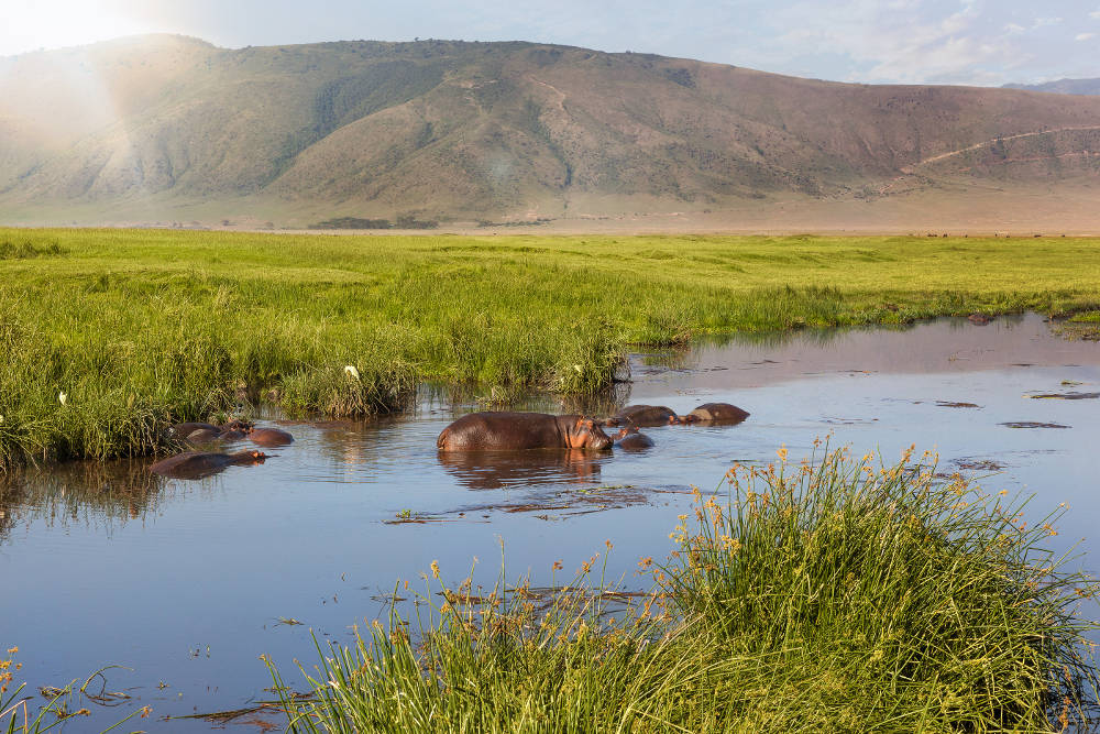 Ngorongoro Tanzania