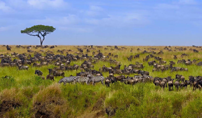 Serengeti