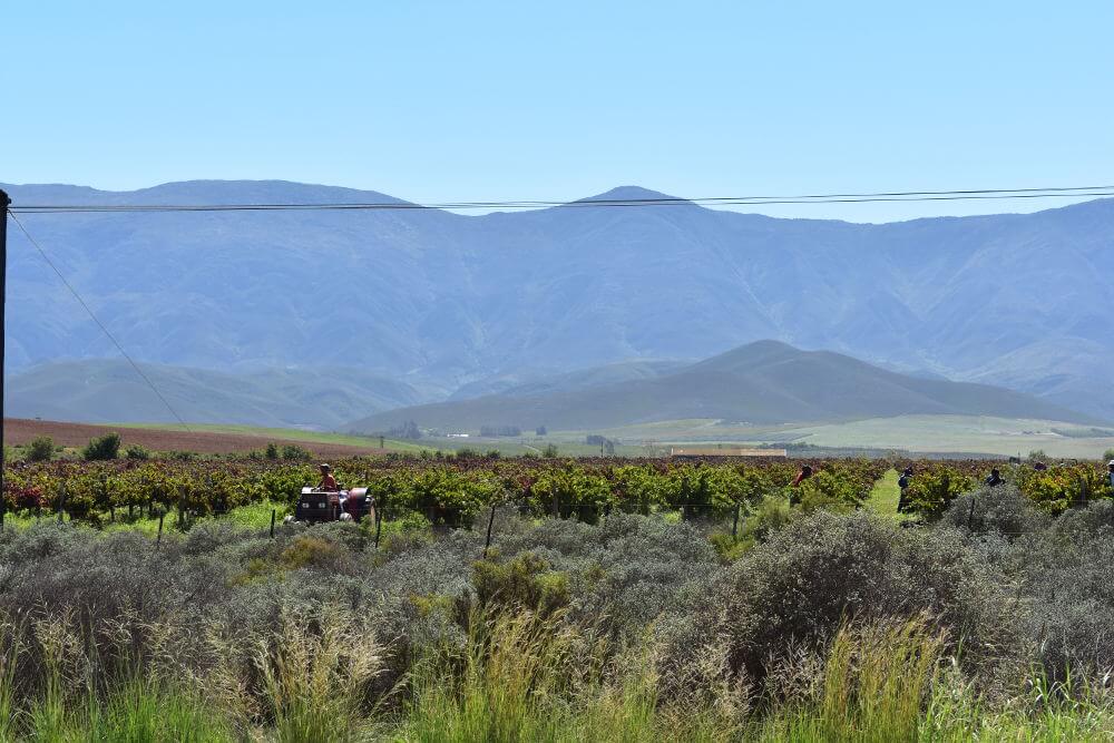 Stellenbosch