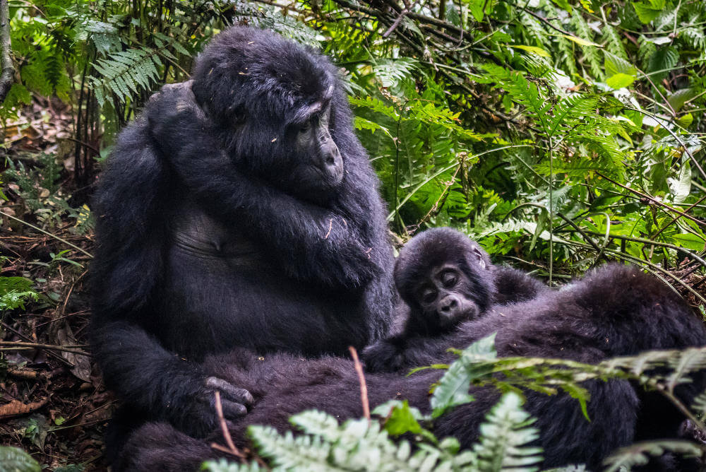 Bwindi National Park