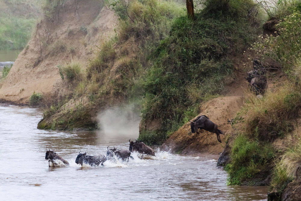 Great Migration