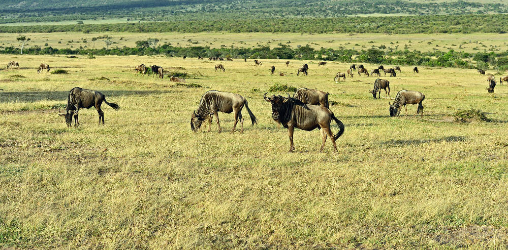 Great Migration