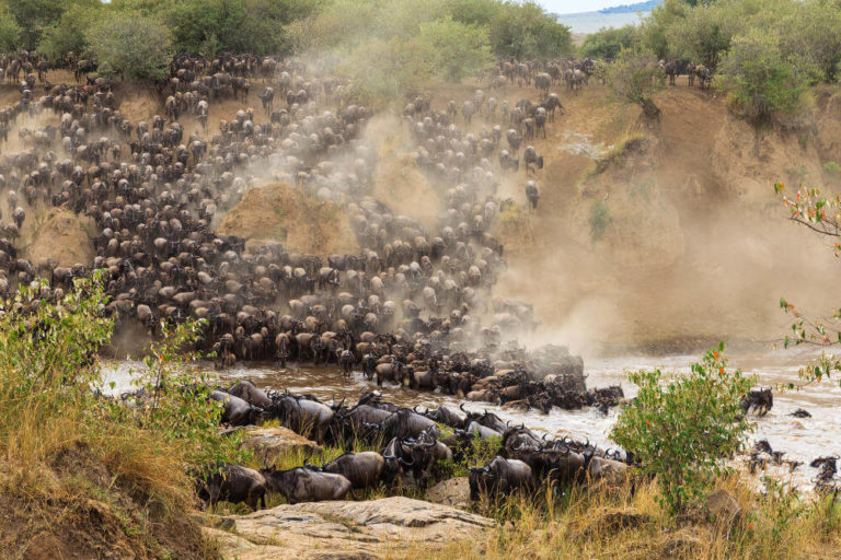 Great Migration Serengeti