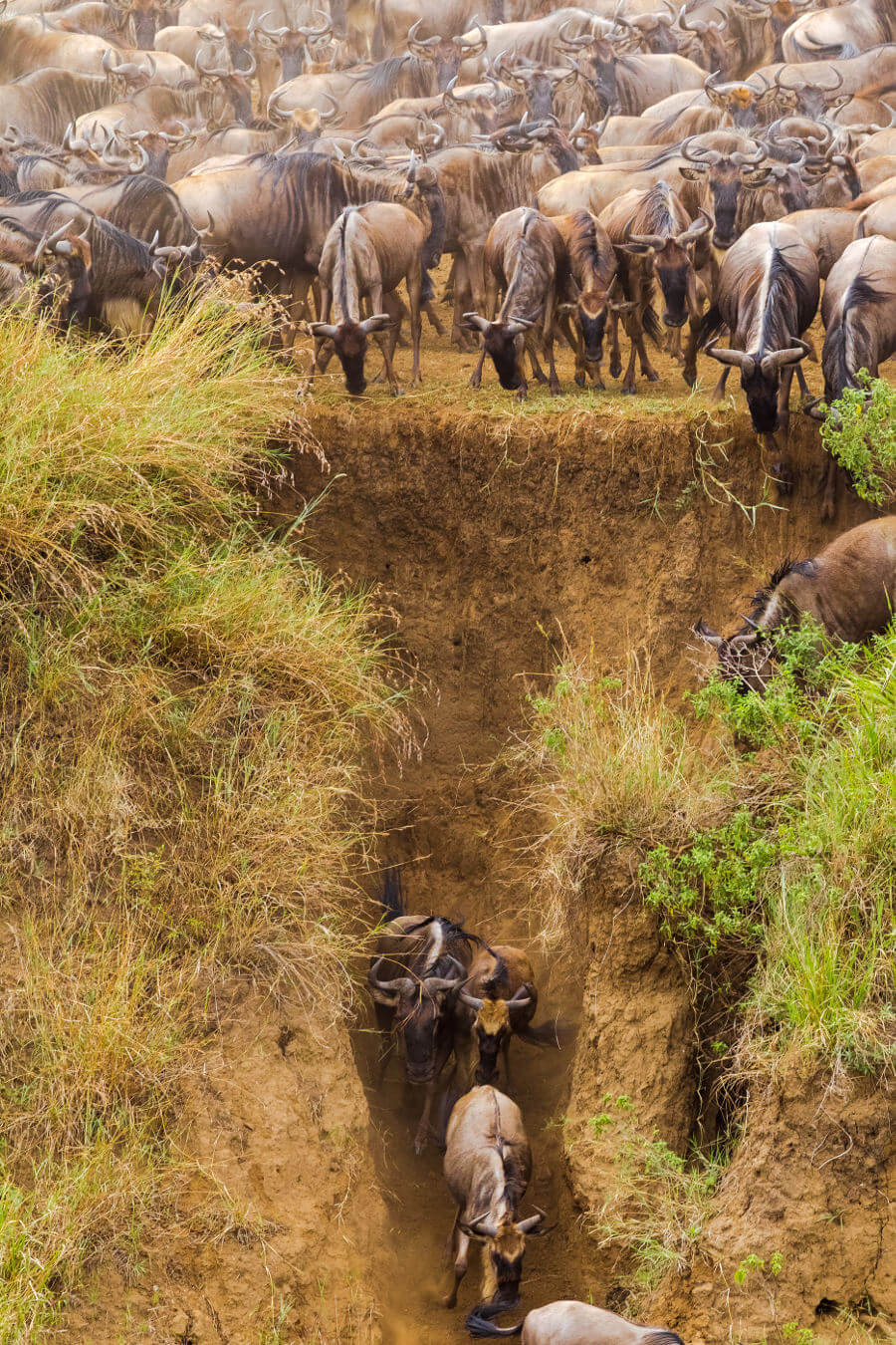 Great Migration