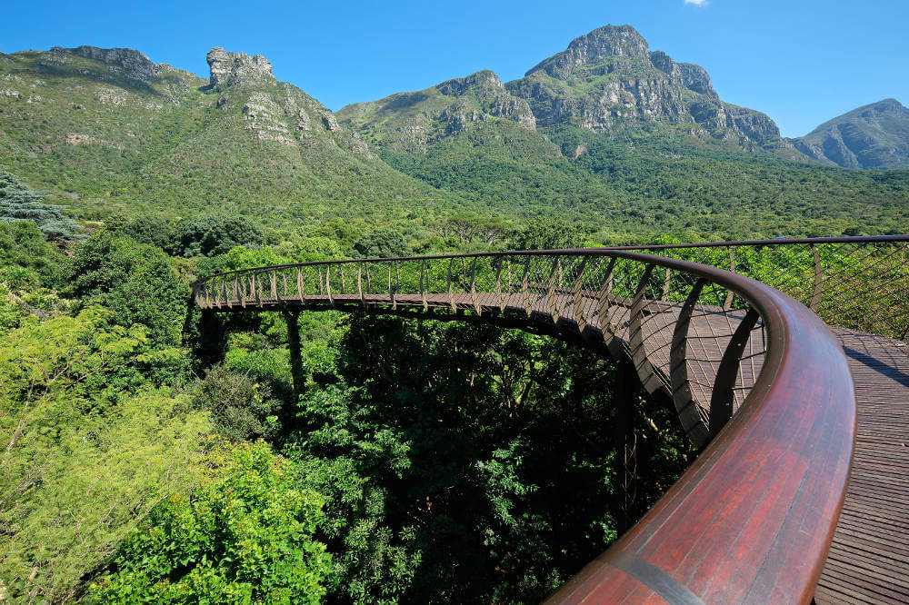 Tree Canopy Walkway in Kirstenbosch