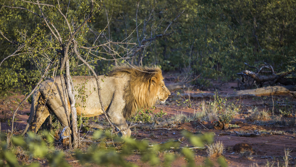 Krugerpark