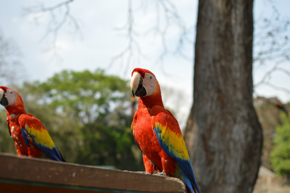 Copan Ruinas