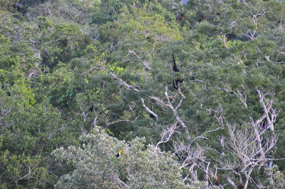 De Jungle van El Mirado