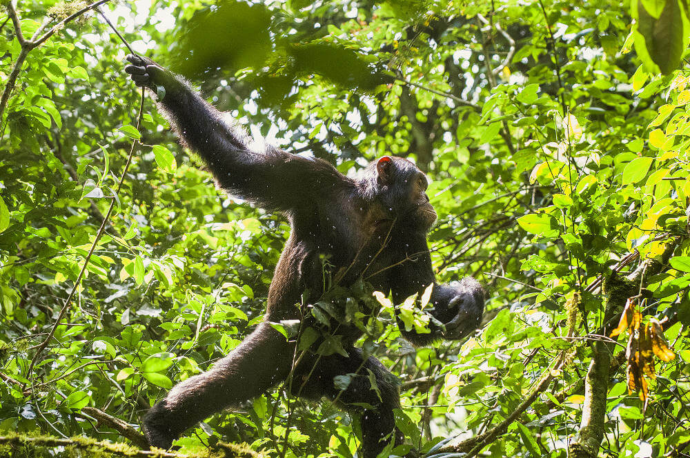 Kibale National Park