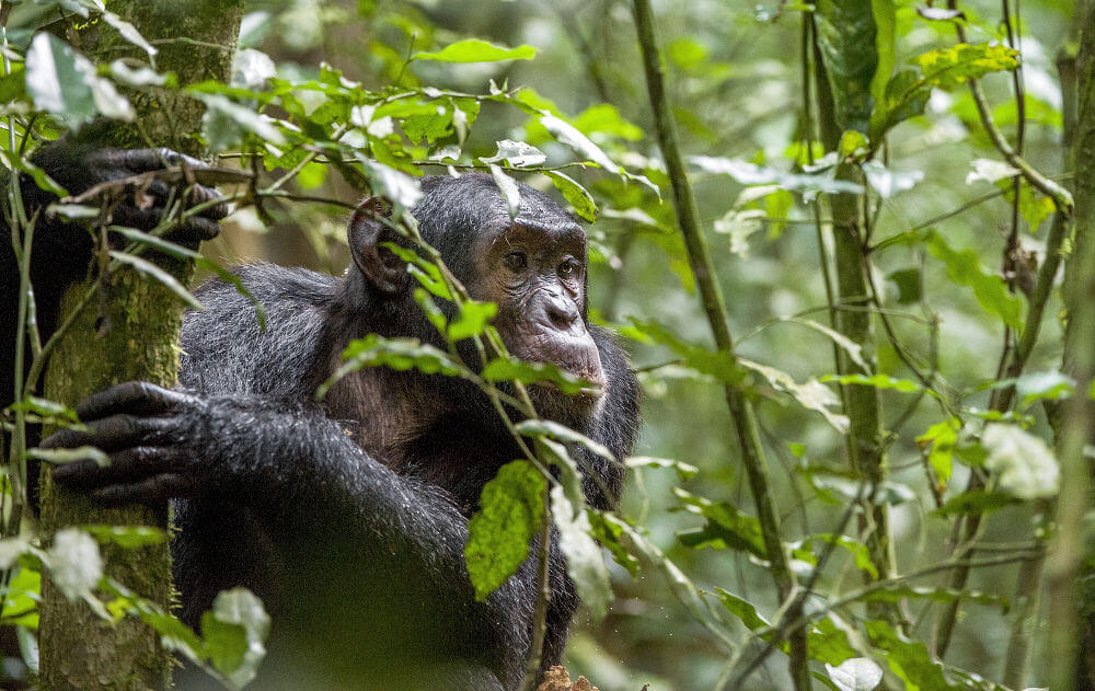 Kibale National Park