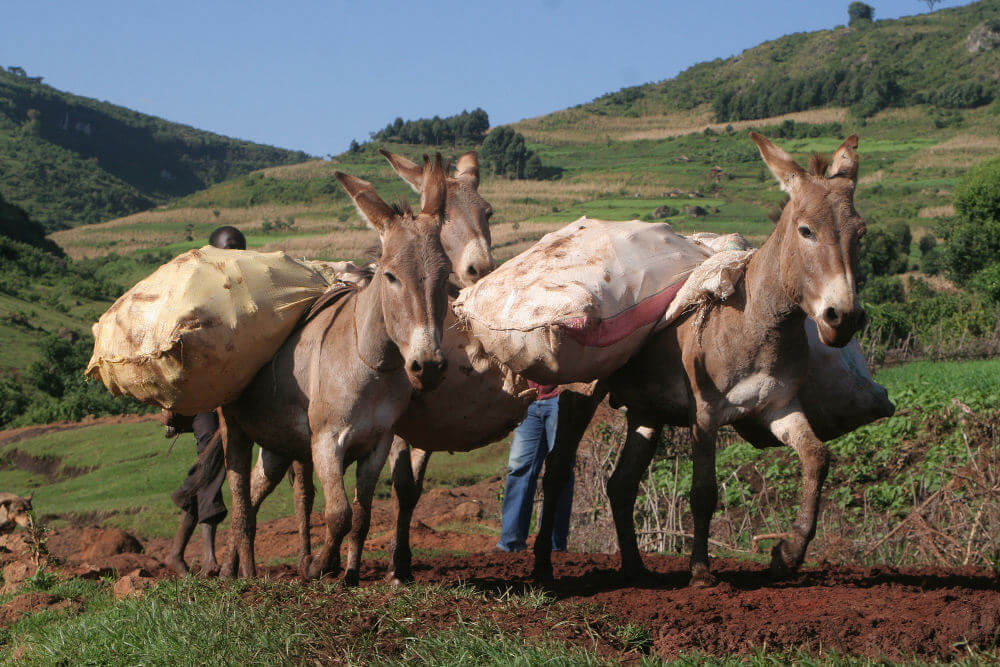 Mount Elgon National Park