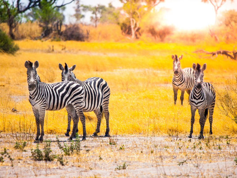 Okavango Delta