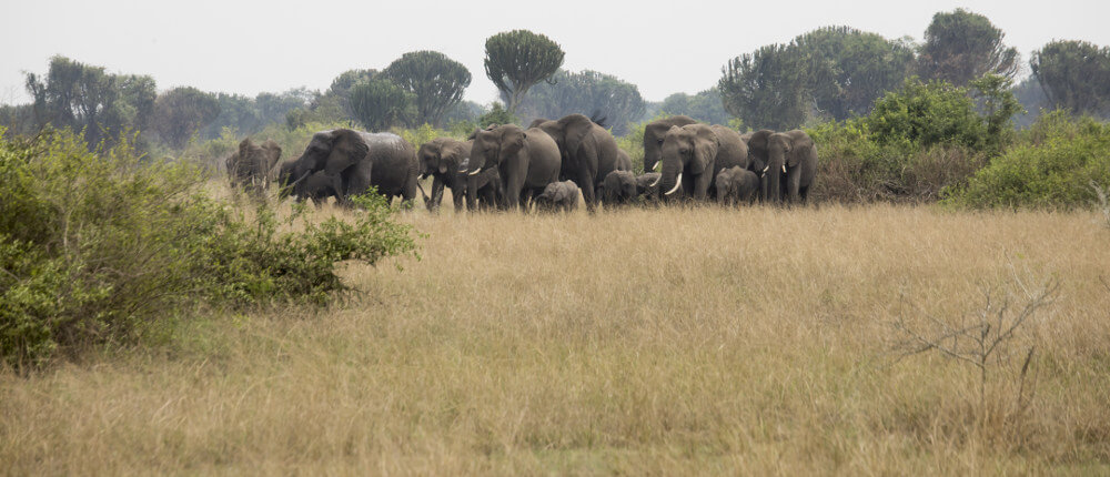 Queen Elizabeth National Park