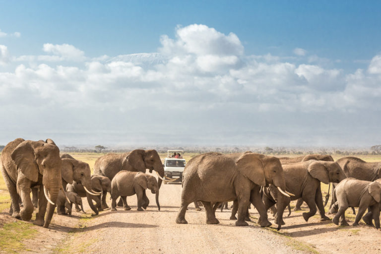 Amboseli National Reserve