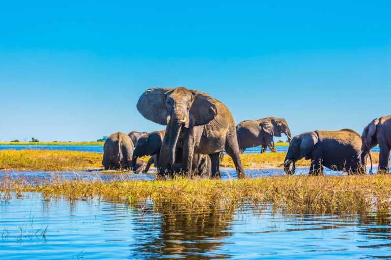 Chobe National Park