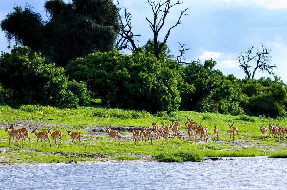 Chobe National Park