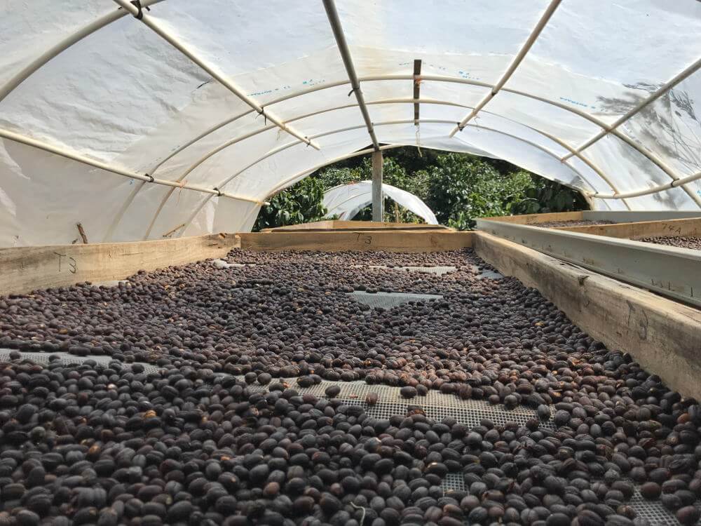 Verse koffiebonen op een koffieplantage