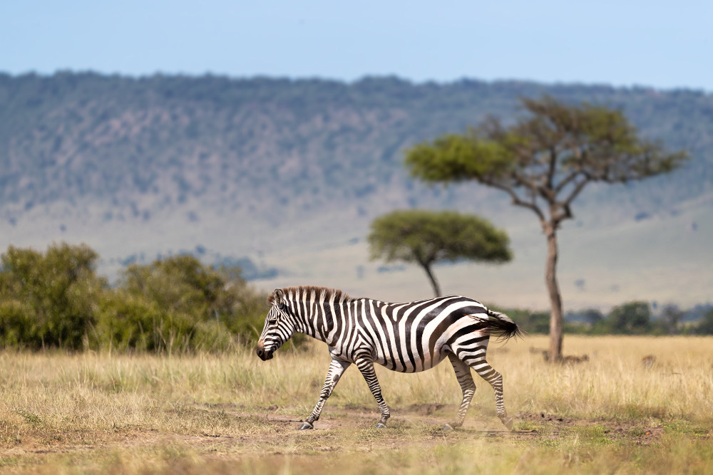 Masai Mara