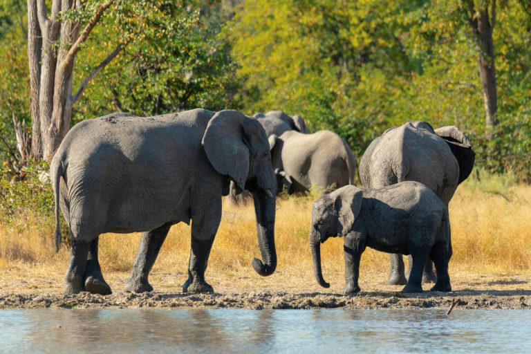 Moremi Game Reserve