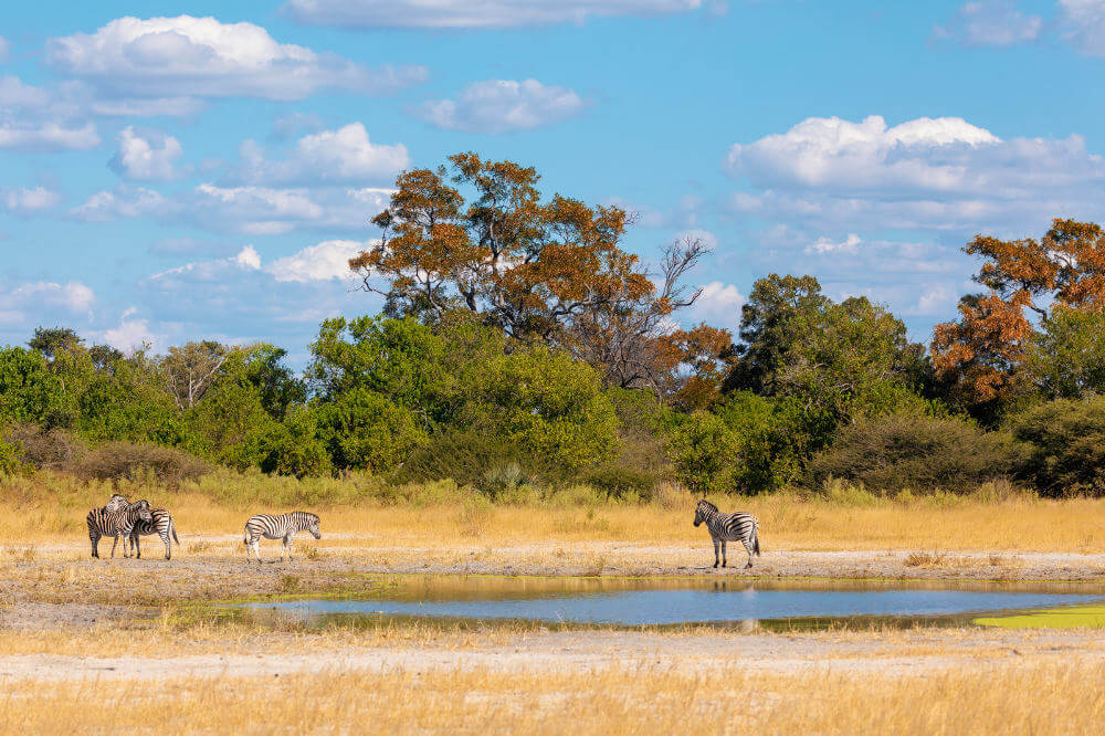 Moremi Game Reserve