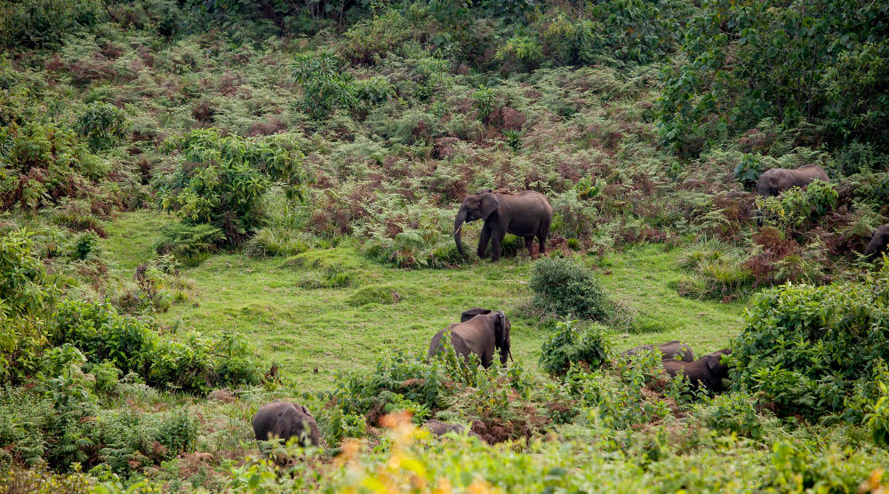 Mount Kenya national park