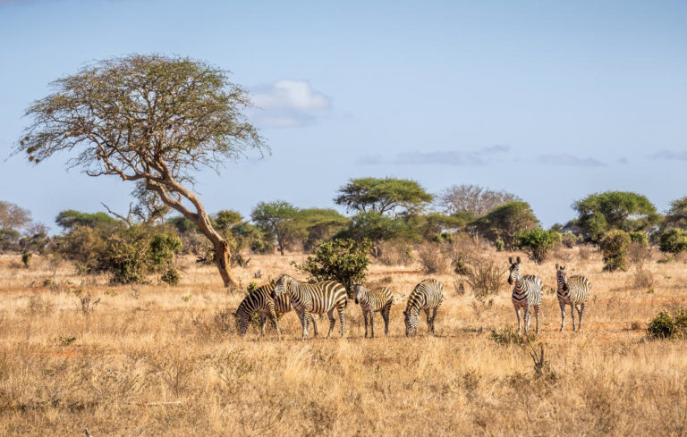 Tsavo National Park