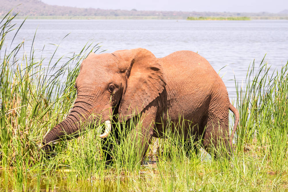 Tsavo National Park