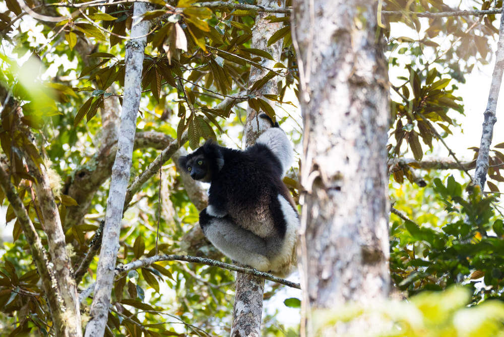 Andasibe Mantadia National Park, Madagascar