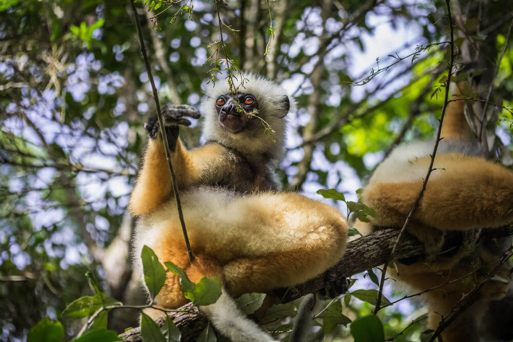 Andasibe Mantadia National Park