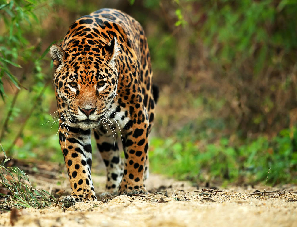 Kaa Iya National Park