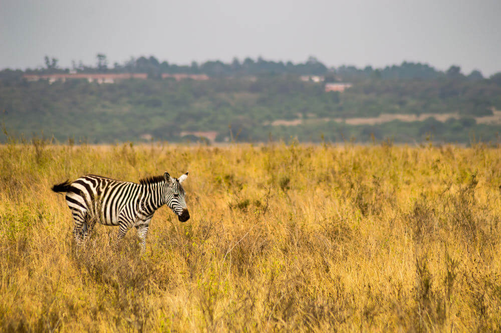 Nairobi national park