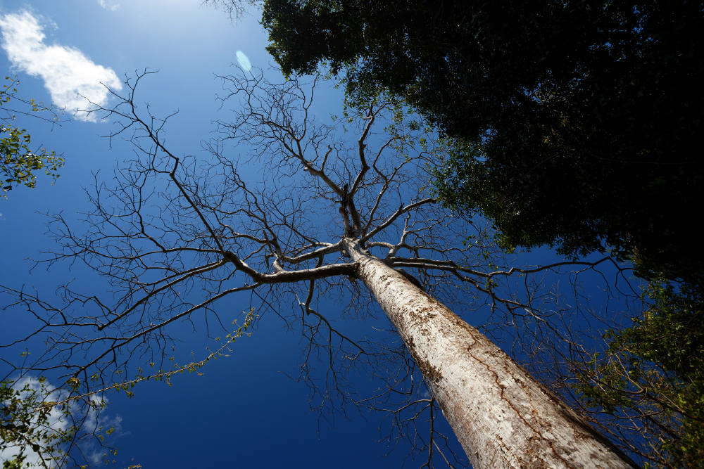 Ankarana National Park