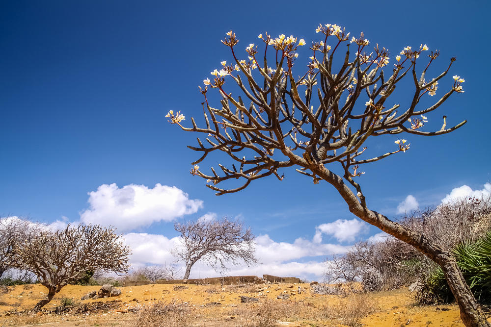 Ankarana National Park