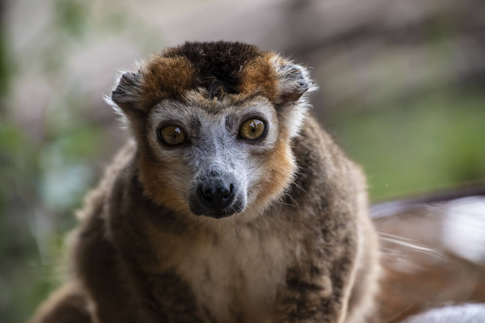 Ranomafana National Park