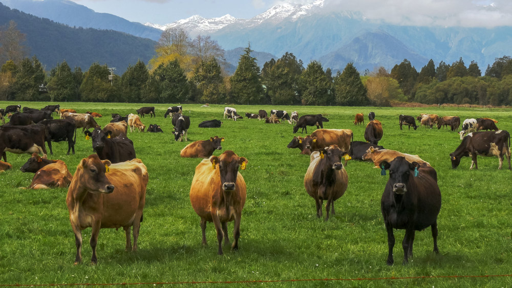 boerderij nieuw-zeeland