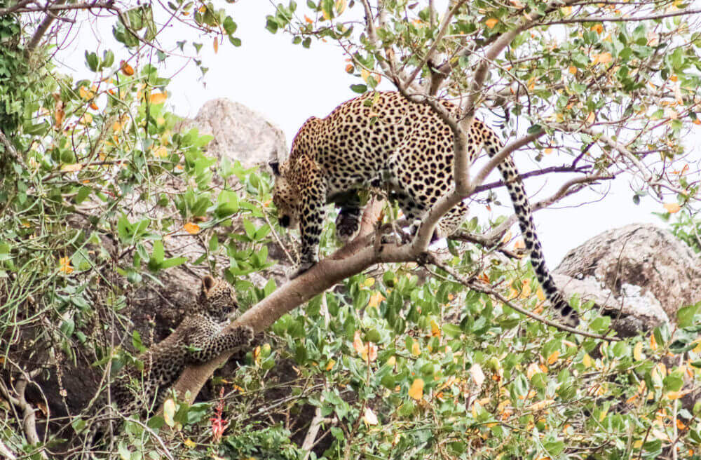 Serengeti Tanzania