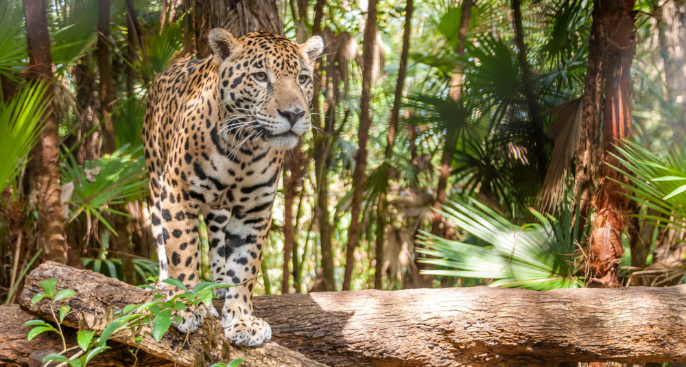 Jaguar Belize