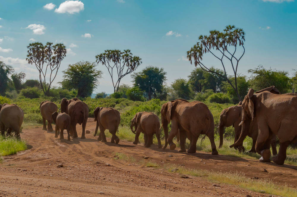 Addo Elephant Park