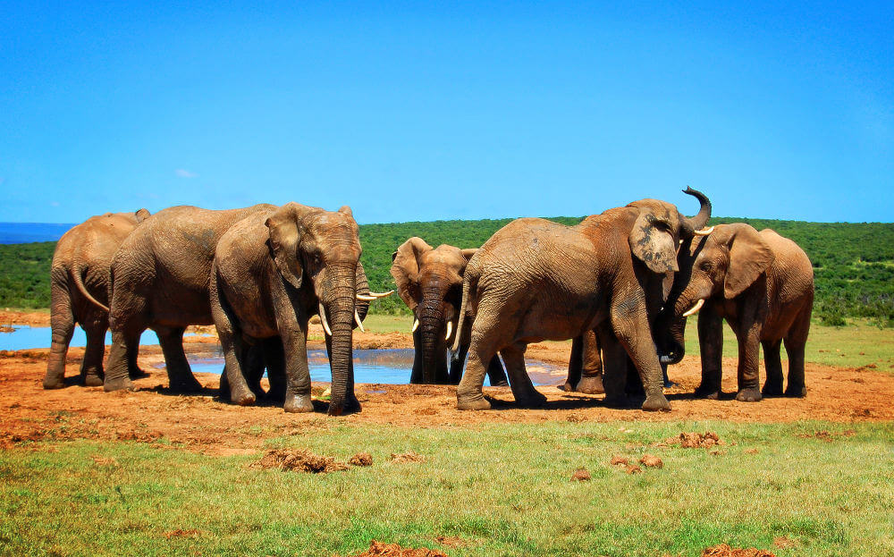 Addo Elephant Park