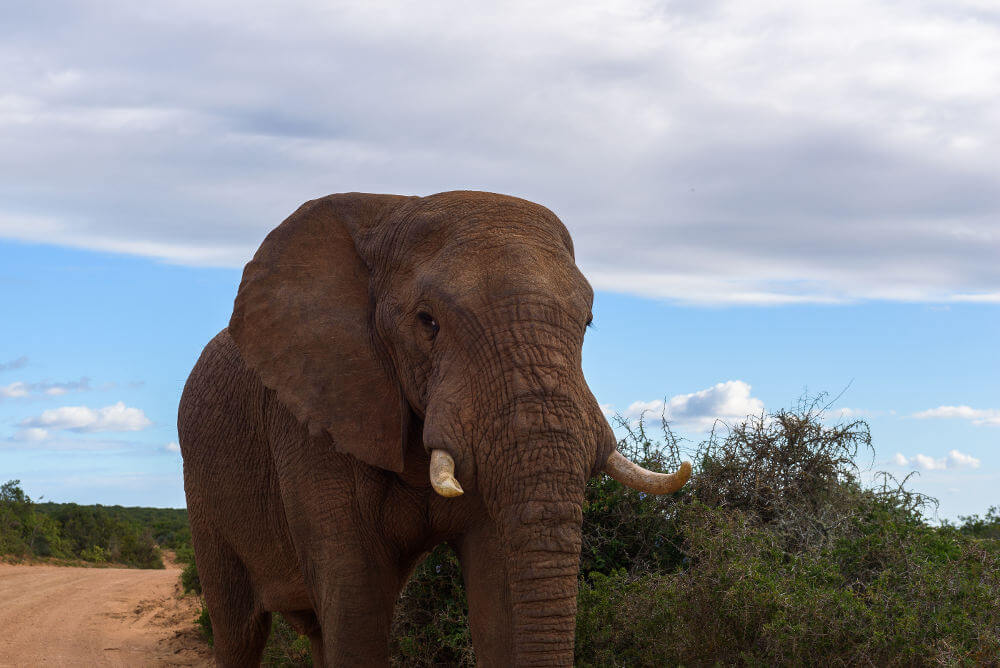 Addo Elephant Park