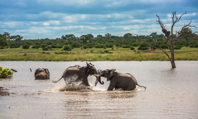 Olifanten in Addo Elephant Park