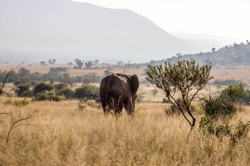 Addo Elephant Park