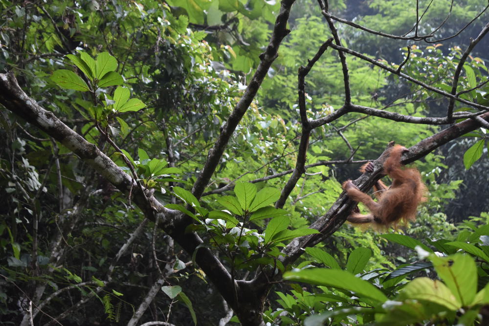 Bukit Lawang