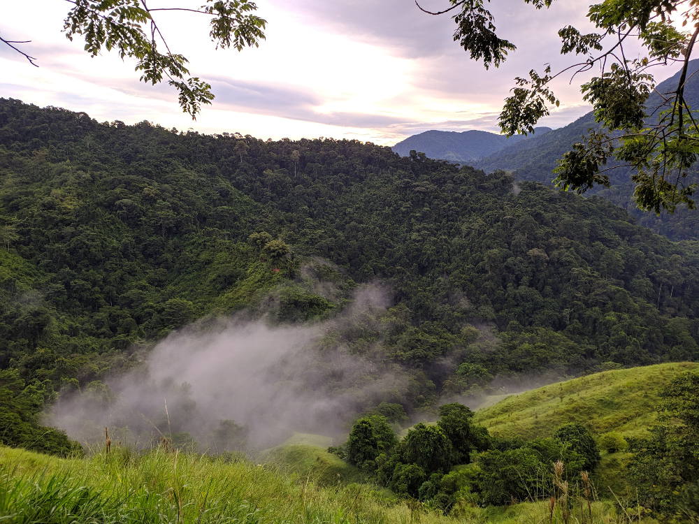 Jungle Colombia