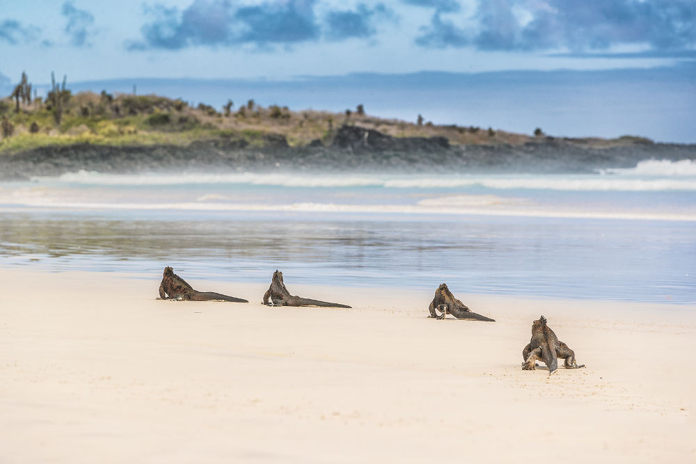 Santa Cruz bij Galapagos