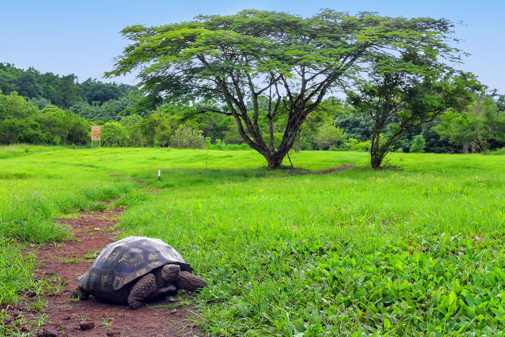 Reuzenschildpad op de Galapagos eilanden