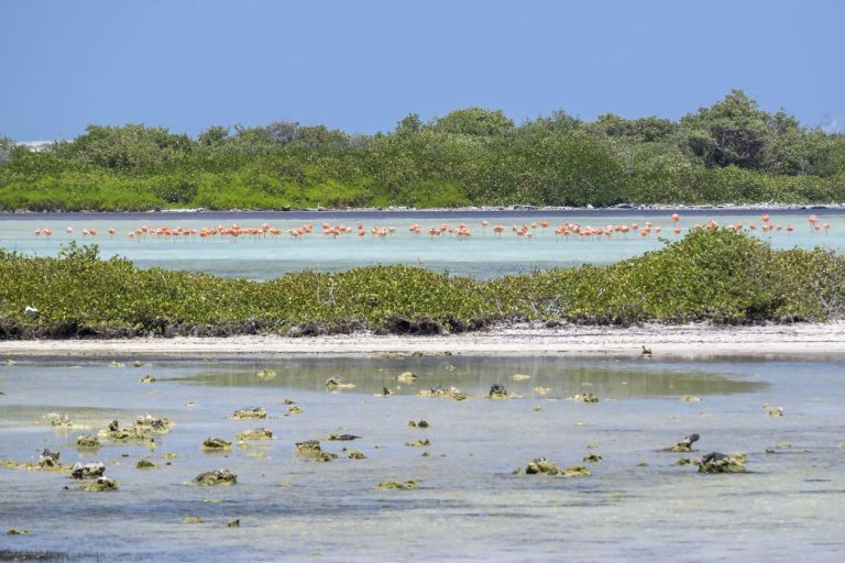 activiteiten op Bonaire